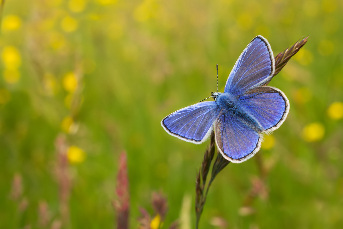 Common Blue 10